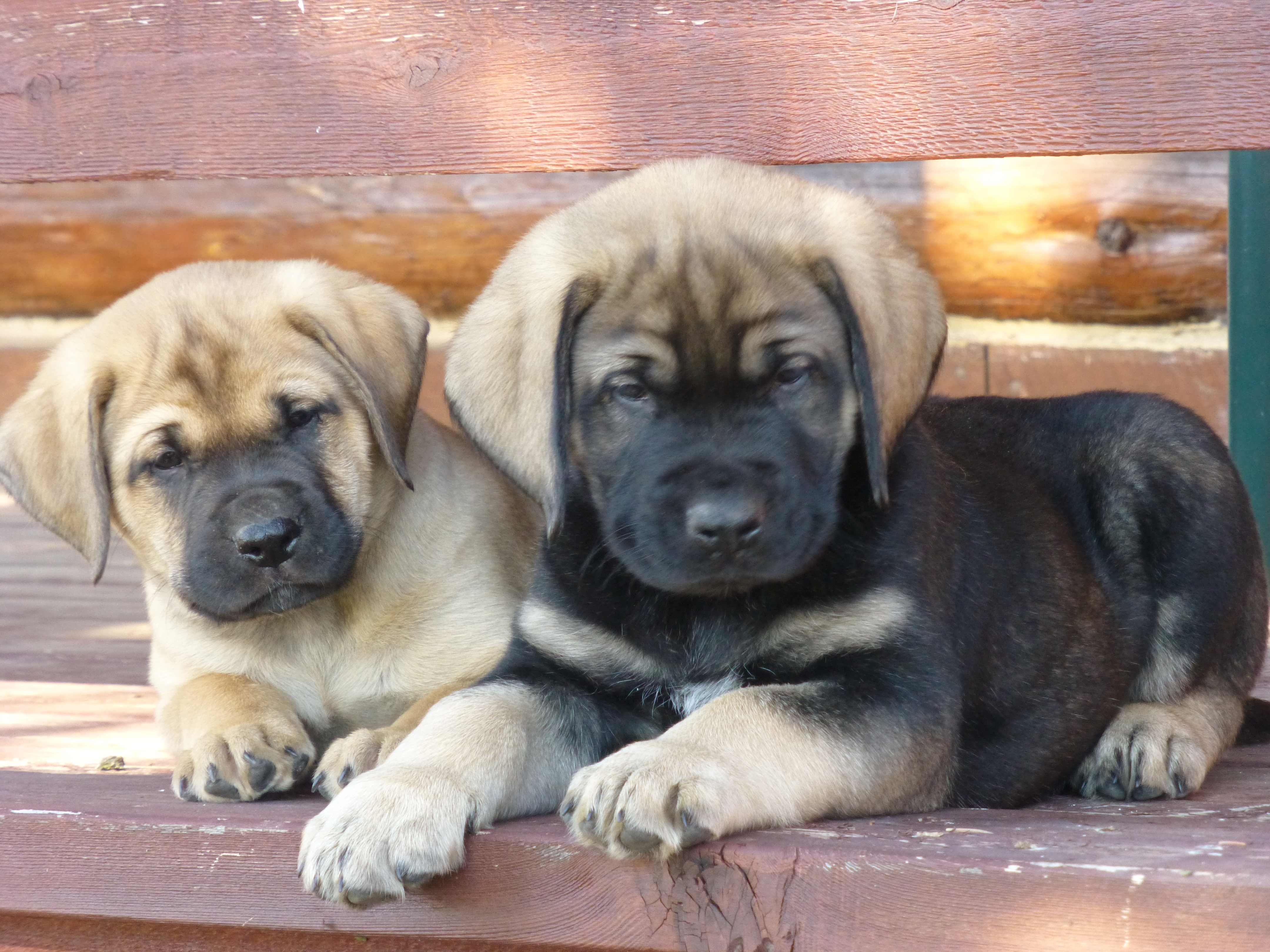 mastiff cross puppies